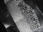 Fingerprint inclusion